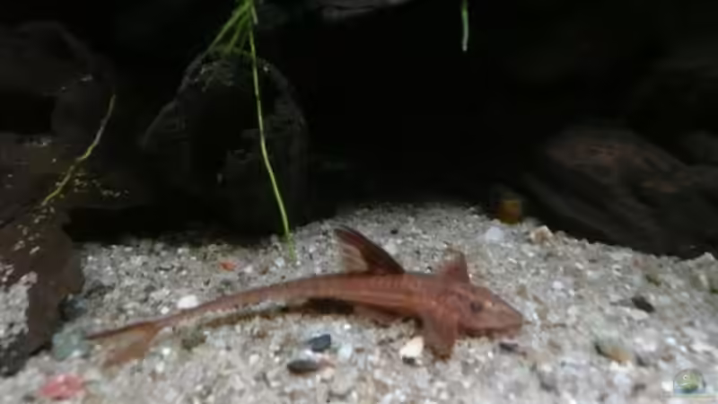 Rineloricaria spec. ´Rot´ von Andreas Fuchs (24)