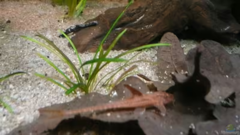 Rineloricaria spec. ´Rot´ von Andreas Fuchs (25)