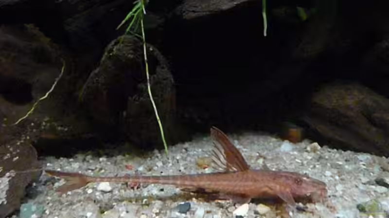 Rineloricaria spec. ´Rot´ von Andreas Fuchs (26)