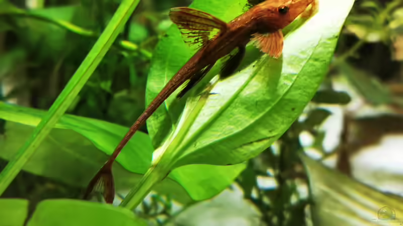 Rineloricaria spec. von Heike Fuchs (58)