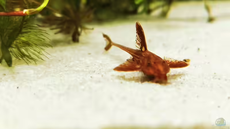 Rineloricaria spec. von Heike Fuchs (59)