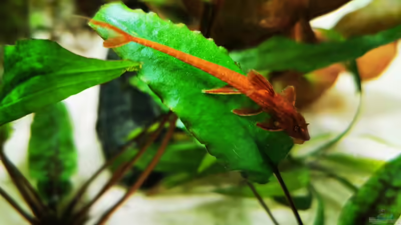 Rineloricaria spec. von Heike Fuchs (60)