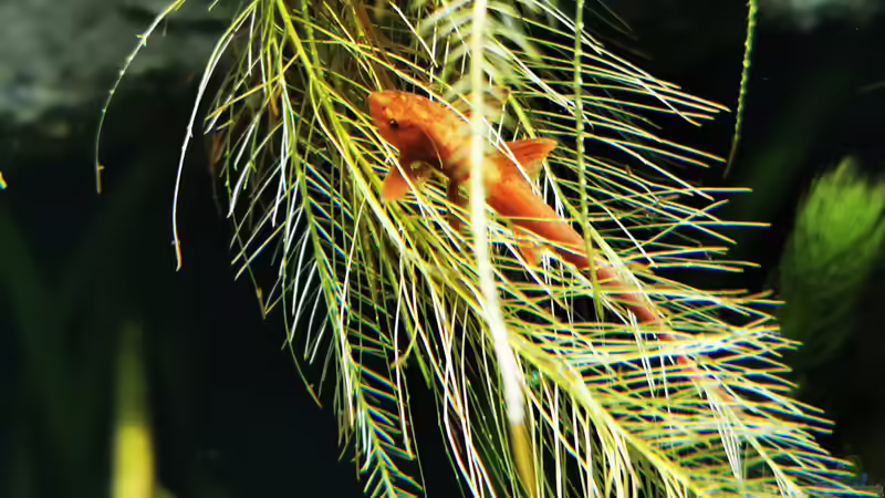 Rineloricaria spec. von Heike Fuchs (61)