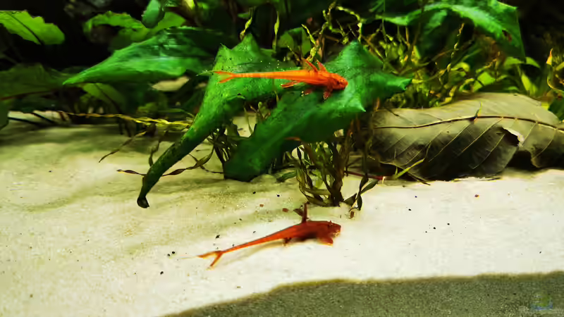 Rineloricaria spec. von Heike Fuchs (62)