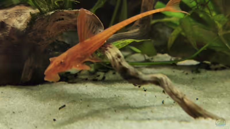 Rineloricaria spec  von Heike Fuchs (75)