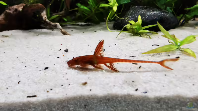 Rineloricaria spec  von Heike Fuchs (77)