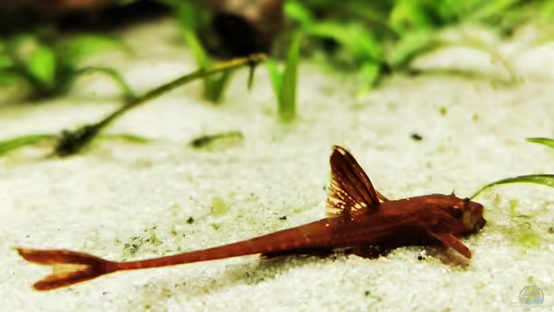 Rineloricaria spec  von Heike Fuchs (82)