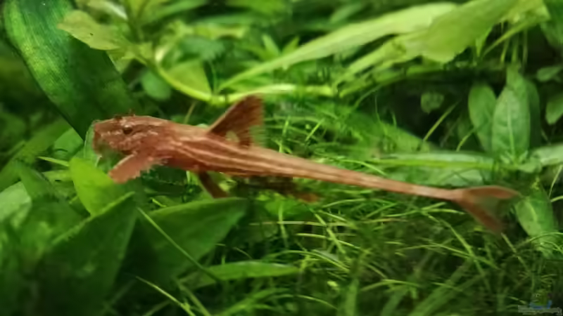 Rineloricaria spec red von Lance Hardwood (66)