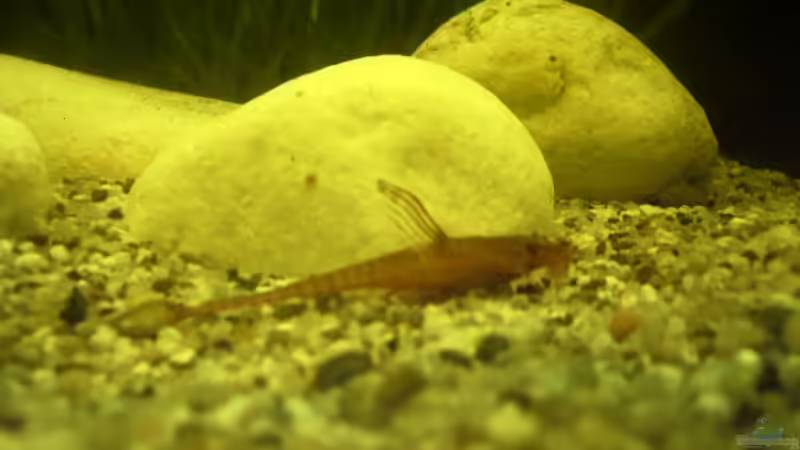 Rineloricario sp. rot von Michael Bamberger (10)