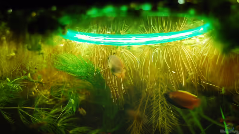 Ringe aus Luftschläuchen, um ein wenig Licht durch die Pflanzendecke zu lassen sowie von TimTamTellerlein (5)