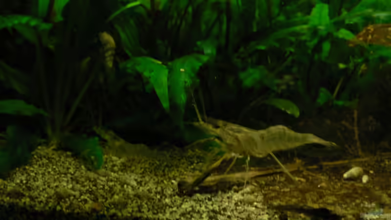 Ringelhändchen von Zapfenmanderl (44)