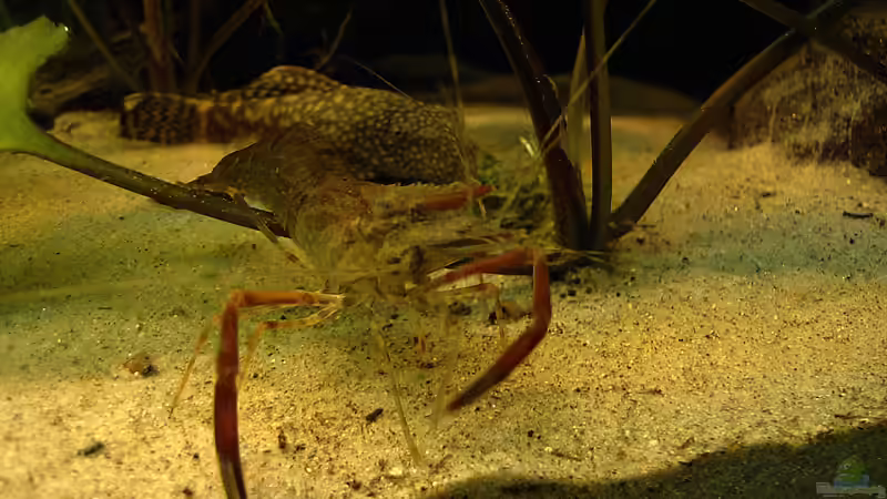 Ringelhand-Mann wird immer größer von Mario74 (27)