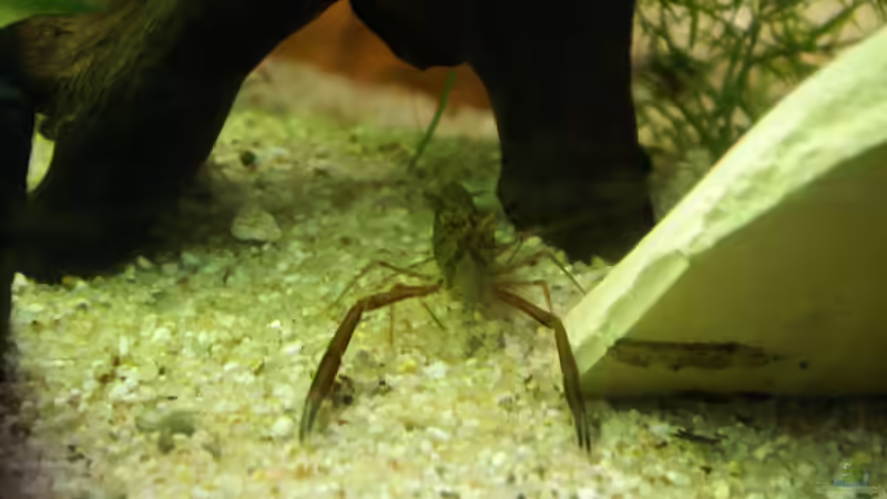 Ringelhandgarnele, Haremsmännchen von Fabian Warmbader (5)