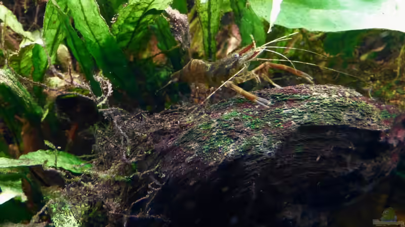 Ringelhandgarnele 08.04.12 von nokoeh (53)