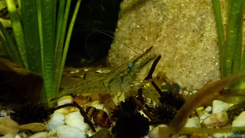 Ringelhandgarnele August/14 von ~Marco~ (65)