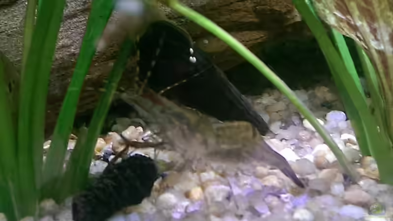 Ringelhandgarnele,Erlenzäpfchen,Schnecke von Ottche (230)