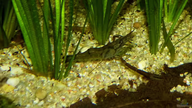 Aquarien mit Macrobrachium assamense (Ringelhandgarnele)