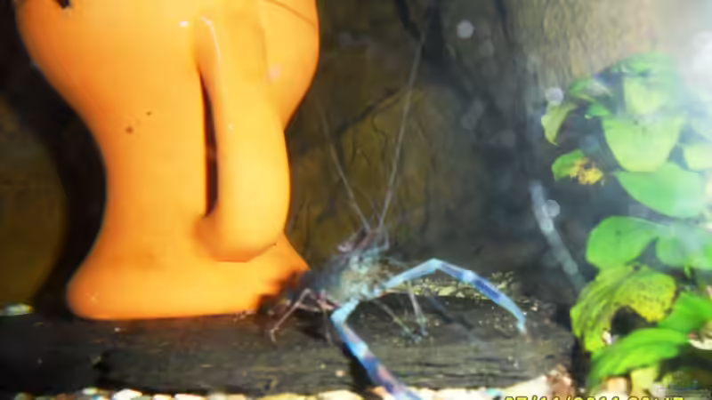 Aquarien mit Cochliodon basilisko (Roter Schilderwels)