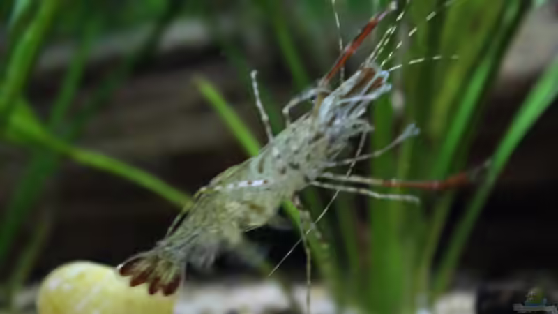 Aquarien mit Macrobrachium assamense (Ringelhandgarnele)