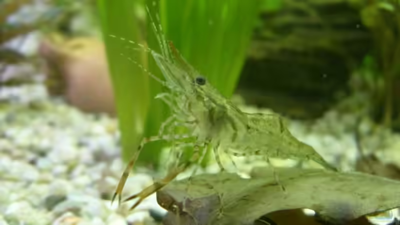 Ringelhandgarnele von Markus Vetter (6)