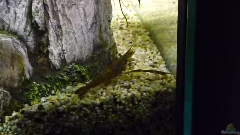 Ringelhandgarnele von Tobias Huber (27)