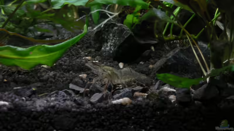 Ringelhandgarnele von Zapfenmanderl (4)