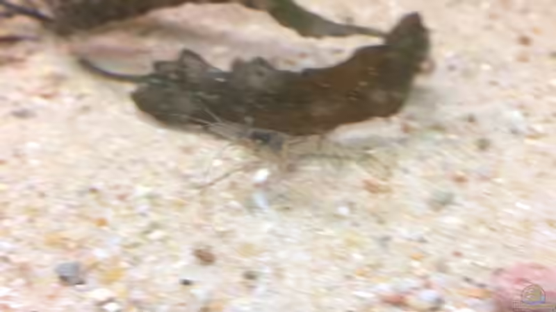 Ringelhandgarnele w von Wabi (17)