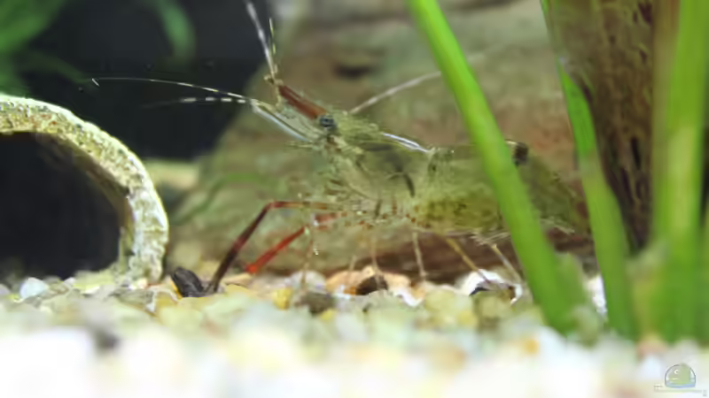 Aquarien mit Macrobrachium assamense (Ringelhandgarnele)