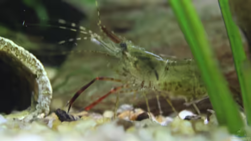 Ringelhandgarnele,wer haben möchte bitte melden,gebe immer welche ab von Ottche (184)