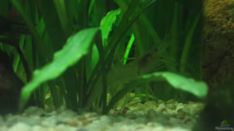 Aquarien mit Macrobrachium assamense (Ringelhandgarnele)