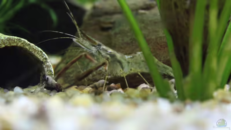Aquarien mit Macrobrachium assamense (Ringelhandgarnele)