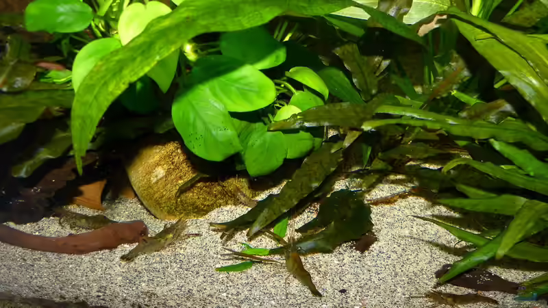 Ringelhandgarnelen 07.08.15 von nokoeh (33)