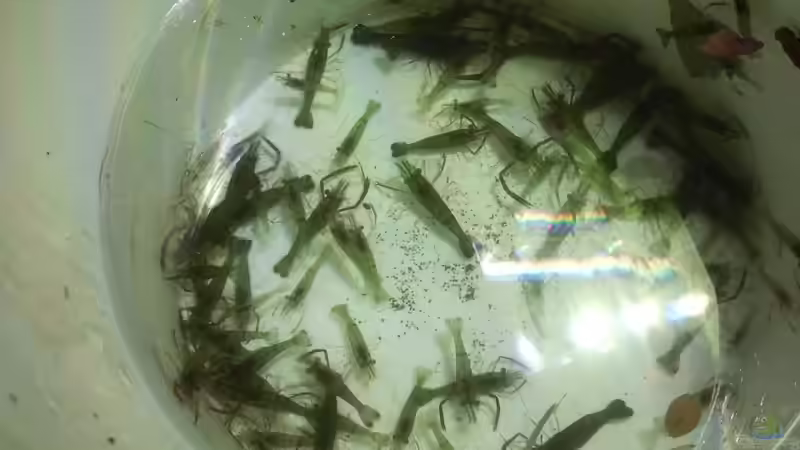 Ringelhandgarnelen von Microsash (40)