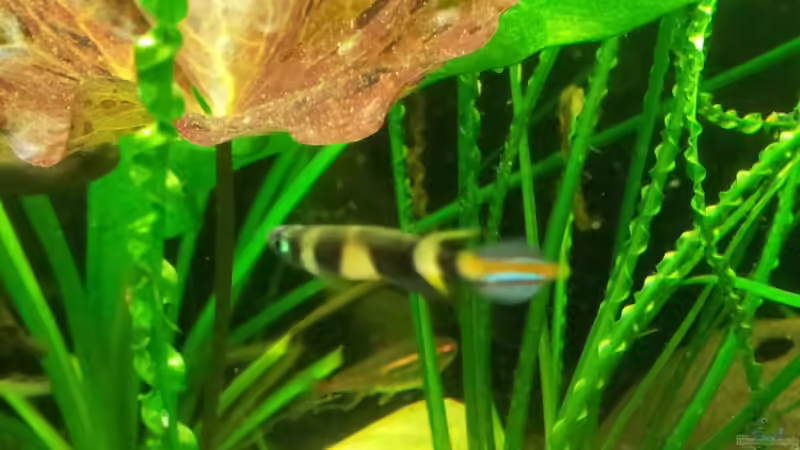 Ringelhechtling (m) von Kathrin77 (49)