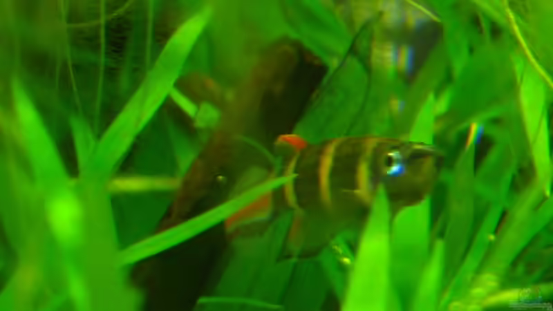 Ringelhechtling Männchen von Nanu (3)