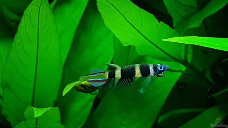 Ringelhechtling von H4rdei (17)