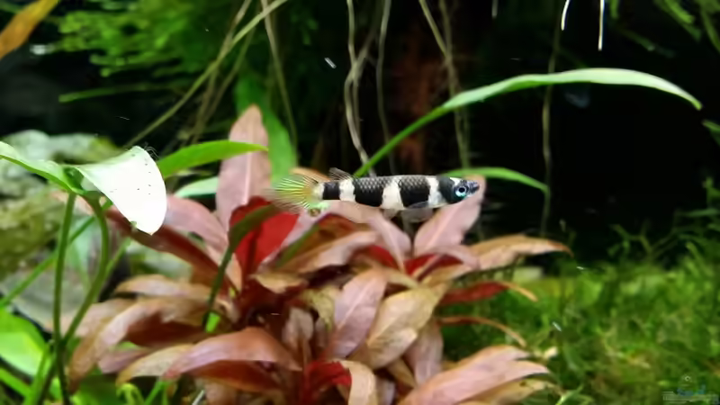 Ringelhechtling ´W´ von Ichigo (47)