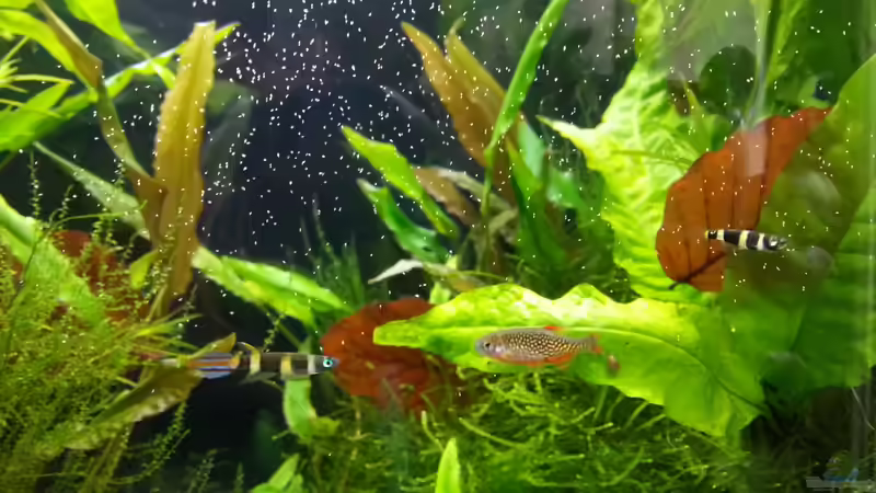 Ringelhechtlinge und Perlhuhnbärbling bei der Fütterung von Melanie (11)