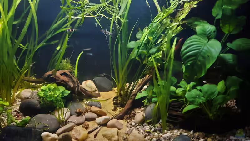 Ringelhechtlinge von okefenokee (38)