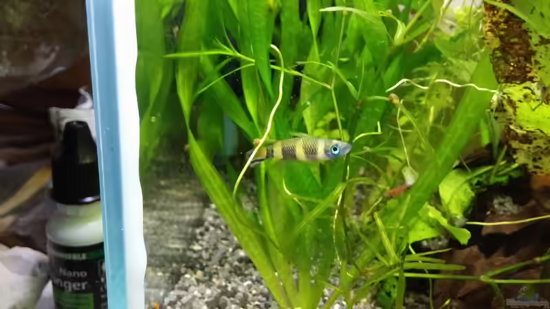 Ringelhechtlingen 1,1( Bild aus dem alten Becken) von Miss Kasimir (18)