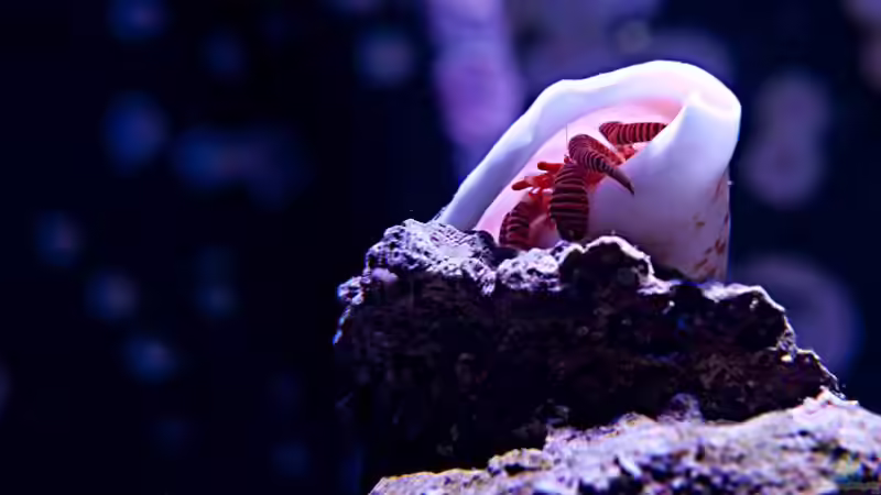 Ringelsocke von uepsie (5)