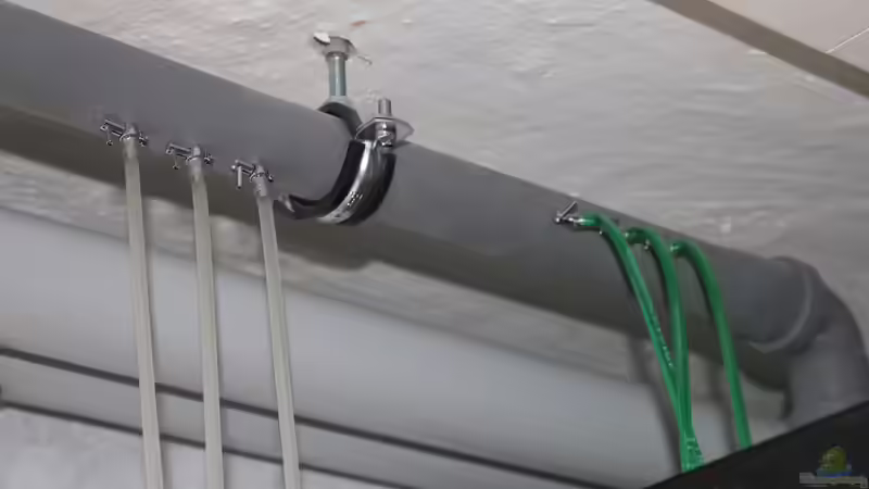 Ringleitung von tonisafricancichlids (4)