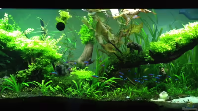 Rio 240 Mai 2012 von xstedt (1)