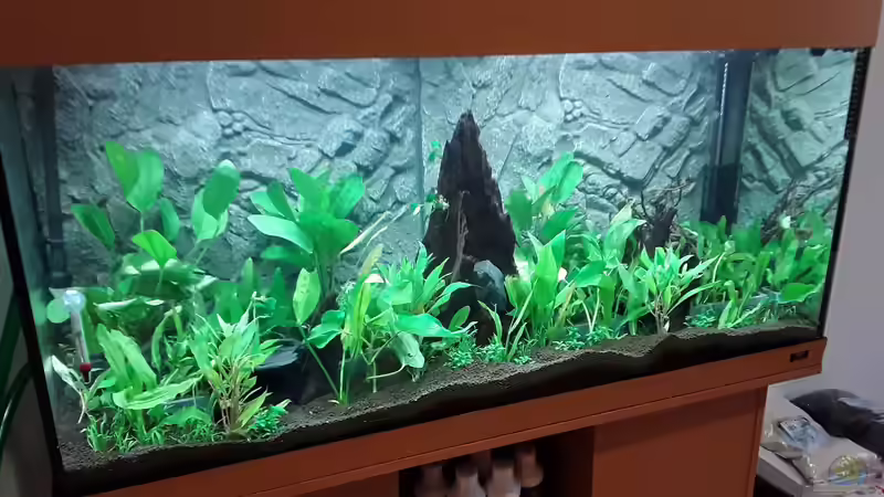 Rio 300 von Skalarfan (2)