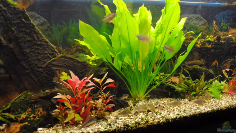 Rio 400 von Asterrati (1)