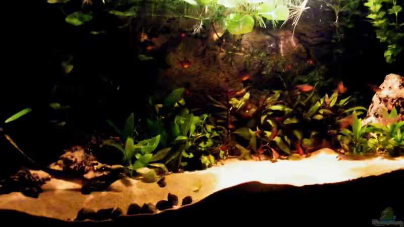 Rio Guaporé von Malawigo (3)