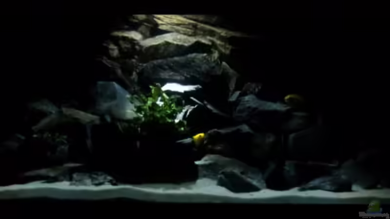 ´RIO´ Malawi (Mondlicht) von -Markus- (2)