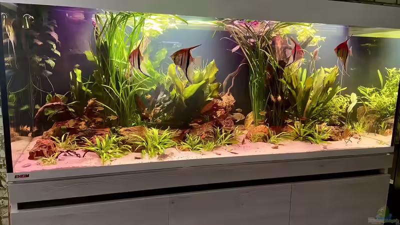 Rio Manacapuru Südamerika Aquarium 2.0 von Gernhart (3)