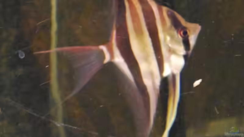 Rio Negro-Altum von Amazonasbecken.eu (24)