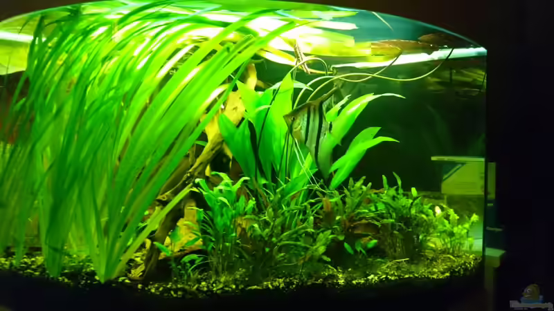 Rio Negro Bock von Cello (16)